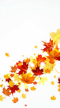 Hintergrund,Herbst,Blätter für Lenovo K3