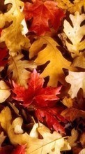 Lade kostenlos Hintergrundbilder Hintergrund,Herbst,Blätter für Handy oder Tablet herunter.