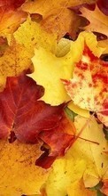 Lade kostenlos 1024x600 Hintergrundbilder Hintergrund,Herbst,Blätter für Handy oder Tablet herunter.
