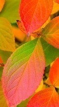 Pflanzen,Hintergrund,Herbst,Blätter für Samsung Galaxy S Plus