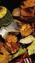 Lade kostenlos 240x320 Hintergrundbilder Pflanzen,Hintergrund,Herbst,Blätter für Handy oder Tablet herunter.