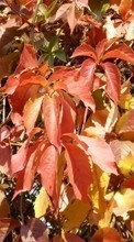Pflanzen,Hintergrund,Blätter für LG K10 K430DS