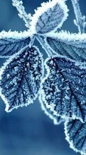 Winterreifen,Hintergrund,Blätter,Schnee für Fly ERA Nano 7 IQ4407