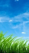 Grass,Hintergrund,Sky für LG Optimus M+ MS695
