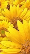 Lade kostenlos Hintergrundbilder Pflanzen,Hintergrund,Sonnenblumen für Handy oder Tablet herunter.