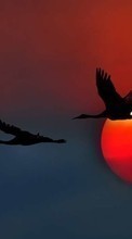 Lade kostenlos Hintergrundbilder Vögel,Sunset,Hintergrund,Cranes für Handy oder Tablet herunter.