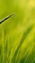 Lade kostenlos Hintergrundbilder Pflanzen,Grass,Hintergrund für Handy oder Tablet herunter.