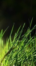 Pflanzen,Grass,Hintergrund für HTC One X+
