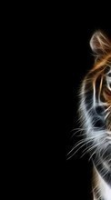 Lade kostenlos Hintergrundbilder Hintergrund,Bilder,Tigers,Tiere für Handy oder Tablet herunter.
