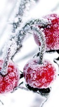 Lade kostenlos Hintergrundbilder Pflanzen,Winterreifen,Obst,Berries für Handy oder Tablet herunter.