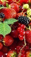 Lade kostenlos Hintergrundbilder Pflanzen,Obst,Erdbeere,Johannisbeere,Blackberry für Handy oder Tablet herunter.
