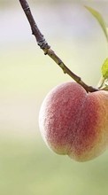 Lade kostenlos Hintergrundbilder Obst,Pfirsiche,Pflanzen für Handy oder Tablet herunter.
