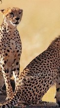 Lade kostenlos 480x800 Hintergrundbilder Tiere,Geparden für Handy oder Tablet herunter.