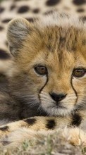 Lade kostenlos Hintergrundbilder Tiere,Geparden für Handy oder Tablet herunter.