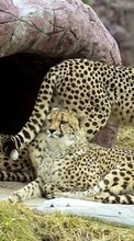 Tiere,Geparden für Oppo Find X2 Pro