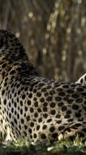 Lade kostenlos Hintergrundbilder Geparden,Tiere für Handy oder Tablet herunter.