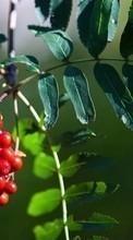 Lade kostenlos Hintergrundbilder Pflanzen,Blätter,Berries für Handy oder Tablet herunter.