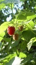 Lade kostenlos 720x1280 Hintergrundbilder Pflanzen,Himbeere,Berries für Handy oder Tablet herunter.