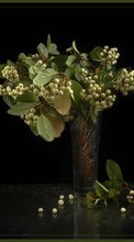 Lade kostenlos 1080x1920 Hintergrundbilder Pflanzen,Berries für Handy oder Tablet herunter.