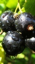 Lade kostenlos Hintergrundbilder Berries,Pflanzen für Handy oder Tablet herunter.
