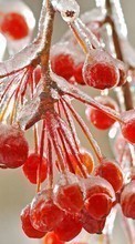 Berries,Pflanzen für Samsung Galaxy S2 Plus