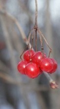 Lade kostenlos Hintergrundbilder Berries,Pflanzen für Handy oder Tablet herunter.