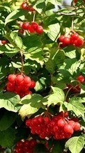 Lade kostenlos Hintergrundbilder Pflanzen,Berries,Bush für Handy oder Tablet herunter.