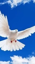 Tiere,Vögel,Sky,Tauben für Samsung D600