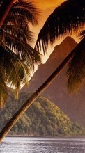 Landschaft,Mountains,Sea,Palms für Sony Xperia Miro ST23i