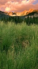 Landschaft,Grass,Mountains für LG Optimus L3 2 E425