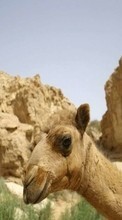 Lade kostenlos Hintergrundbilder Tiere,Mountains,Kamele für Handy oder Tablet herunter.