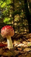Lade kostenlos Hintergrundbilder Pilze,Herbst,Landschaft für Handy oder Tablet herunter.