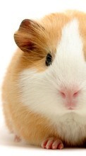 Lade kostenlos Hintergrundbilder Tiere,Hamster,Nagetiere für Handy oder Tablet herunter.