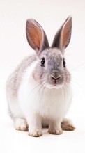 Lade kostenlos 1080x1920 Hintergrundbilder Tiere,Nagetiere,Kaninchen für Handy oder Tablet herunter.