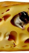 Tiere,Nagetiere,Mäuse,Cheese für Acer Liquid E1