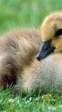 Lade kostenlos Hintergrundbilder Tiere,Geese,Vögel für Handy oder Tablet herunter.
