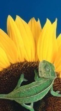 Lade kostenlos Hintergrundbilder Tiere,Pflanzen,Sonnenblumen,Chamäleons für Handy oder Tablet herunter.