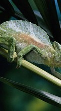 Lade kostenlos Hintergrundbilder Chamäleons,Lizards,Tiere für Handy oder Tablet herunter.