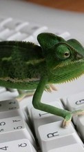 Chamäleons,Lizards,Tiere für OnePlus 8 Pro