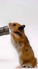 Lade kostenlos Hintergrundbilder Hamster,Humor,Tiere für Handy oder Tablet herunter.