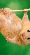 Lade kostenlos Hintergrundbilder Tiere,Hamster für Handy oder Tablet herunter.