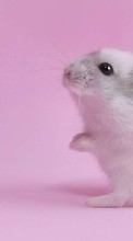 Lade kostenlos Hintergrundbilder Hamster,Tiere für Handy oder Tablet herunter.