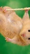 Hamster,Tiere für Sony Ericsson K530