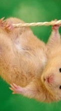 Lade kostenlos Hintergrundbilder Hamster,Tiere für Handy oder Tablet herunter.