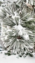 Lade kostenlos Hintergrundbilder Pflanzen,Landschaft,Winterreifen,Nadeln,Kiefer,Schnee für Handy oder Tablet herunter.