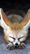 Lade kostenlos Hintergrundbilder Tiere,Fox für Handy oder Tablet herunter.