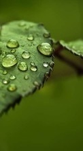 Lade kostenlos Hintergrundbilder Drops,Blätter,Pflanzen für Handy oder Tablet herunter.