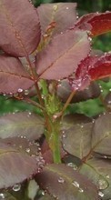 Drops,Blätter,Pflanzen für Fly ERA Energy 3 IQ4417