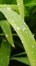 Lade kostenlos Hintergrundbilder Drops,Blätter,Pflanzen für Handy oder Tablet herunter.