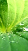 Lade kostenlos Hintergrundbilder Pflanzen,Wasser,Blätter,Drops für Handy oder Tablet herunter.